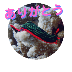 [LINEスタンプ] 可愛いウミウシたちとの日常会話