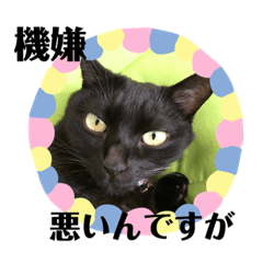 [LINEスタンプ] 黒猫 ブラウニー ねこ cat 第2弾