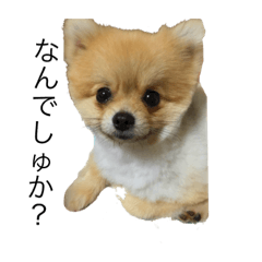 [LINEスタンプ] さっくんの "オレのスわんプ"