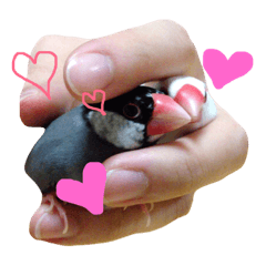 [LINEスタンプ] フィン＆チェリー