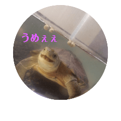 [LINEスタンプ] かめの気持ち
