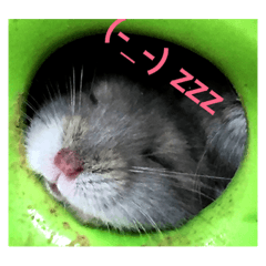 [LINEスタンプ] ハム会話 基本眠い