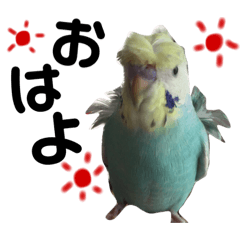 [LINEスタンプ] インコのキャス君＆ムーちゃん
