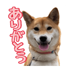 [LINEスタンプ] 柴犬ちぽ