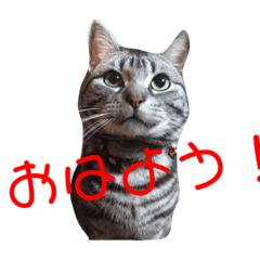 [LINEスタンプ] 我が家の猫達♪