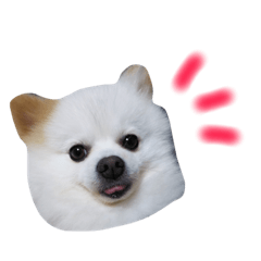[LINEスタンプ] ポメラニアンのガロ