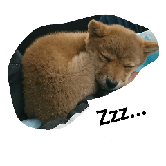 [LINEスタンプ] 豆柴ハナ