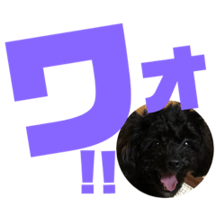 [LINEスタンプ] トイプードルとシーズーのMIX犬エマ第7弾
