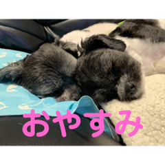 [LINEスタンプ] My dog stickers