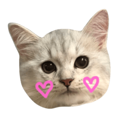 [LINEスタンプ] アイラブびょーちゃん