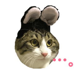 [LINEスタンプ] ねこ時々ちんちら