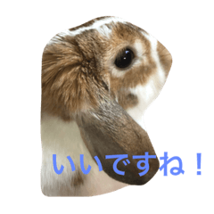 [LINEスタンプ] 本物のウサギ120%〜丁寧語〜