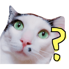 [LINEスタンプ] わさび(猫)スタンプ