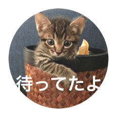[LINEスタンプ] ノリヲんちのネコ01