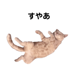 [LINEスタンプ] とろろは猫