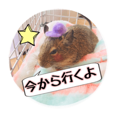 [LINEスタンプ] デグーの気持ちスタンプ2