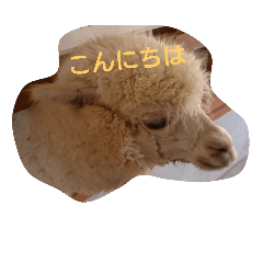 [LINEスタンプ] ほっこり実写＊動物・魚・花・空