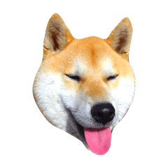 [LINEスタンプ] 柴犬まろ②