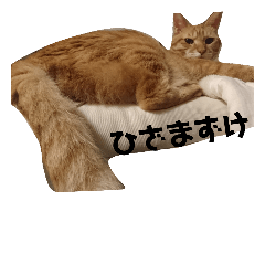 [LINEスタンプ] 茶とら部2