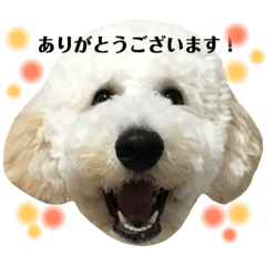 [LINEスタンプ] スタンプーのスタンプ