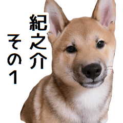 [LINEスタンプ] 柴犬 紀之介1