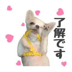 [LINEスタンプ] 国民の愛犬 おもち