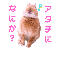 [LINEスタンプ] ポム/pomu①