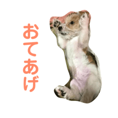 [LINEスタンプ] ジャックラッセルテリアのポキ76スタンプ4