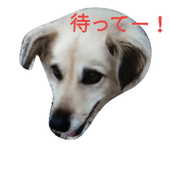 [LINEスタンプ] おしゃべり犬ピーコちゃん