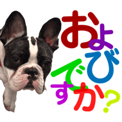 [LINEスタンプ] フレンチブルドッグぷんちゃんの毎日