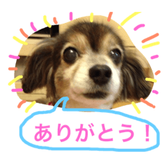 [LINEスタンプ] ミックス犬チョコのデカ文字日常