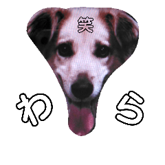 [LINEスタンプ] おしゃべり犬ピーコちゃん 一言Vr