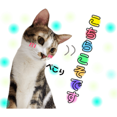 [LINEスタンプ] ねこすた・きじしろ猫バージョン