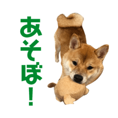 [LINEスタンプ] 柴犬の太郎