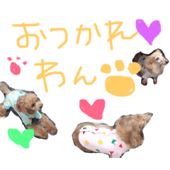 おちあい家のわんたち