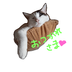 [LINEスタンプ] シロ君スタンプ