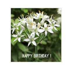 [LINEスタンプ] 誕生日 花スタンプ/ Birthday flowersの画像（メイン）