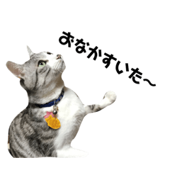 [LINEスタンプ] めんわら