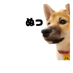 [LINEスタンプ] 柴犬すみれ