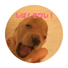 [LINEスタンプ] トイプー三兄弟じゃワレ！