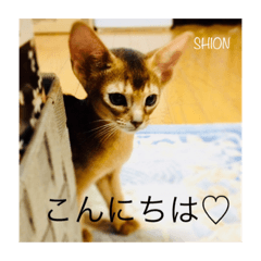 [LINEスタンプ] KAITO ＆ SHION