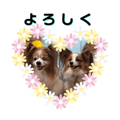 [LINEスタンプ] パピヨン＊パセゆなちゃん