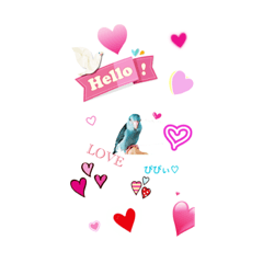 [LINEスタンプ] マメルリハインコのぴぴぃ♀