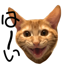 [LINEスタンプ] のんびり猫ちゃん