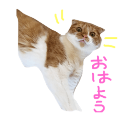 [LINEスタンプ] もっちースタンプだよー