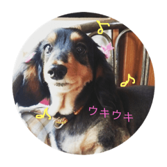 [LINEスタンプ] ダックスこゆき