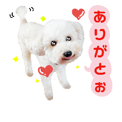 [LINEスタンプ] トイプードルのぴーちゃん