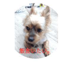 [LINEスタンプ] ブルのお気楽生活