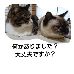 [LINEスタンプ] 猫屋敷 わさりりあん(丁寧な感じ)