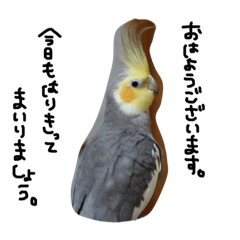 [LINEスタンプ] 我が家のお鳥様スタンプ